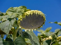 Ayçiçek Tohumu Çeşitleri Nelerdir?