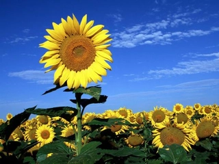 Ayçiçeği Türleri ve Özellikleri