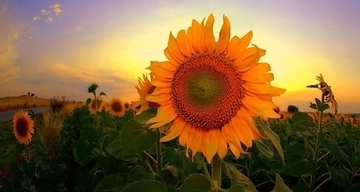 Ayçiçeği Gübreleme Özellikleri ve Faydaları Nelerdir?